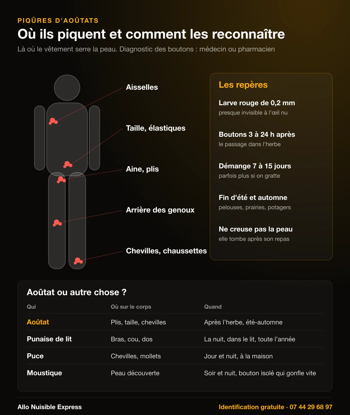Infographie : où piquent les aoûtats (aisselles, taille, aine, arrière des genoux, chevilles), les repères pour les reconnaître et la différence avec les piqûres de punaise de lit, de puce et de moustique
