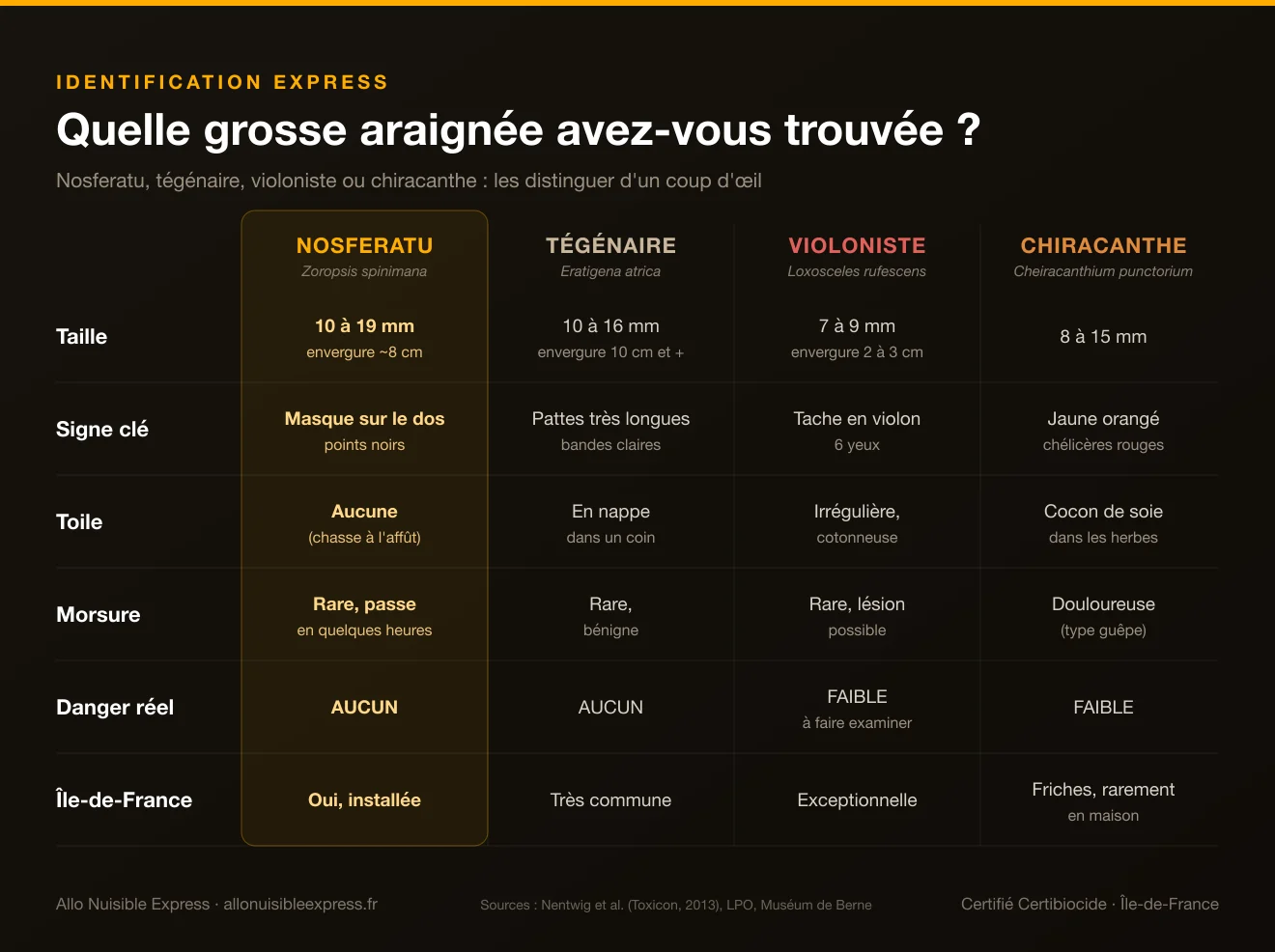 Infographie comparative : araignée Nosferatu, tégénaire des maisons, araignée violoniste et chiracanthe, taille, toile, morsure et présence en Île-de-France