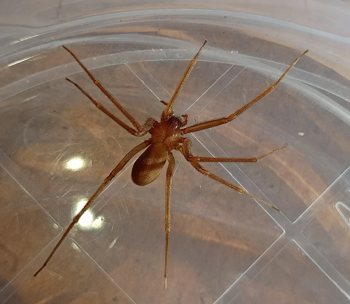 Araignée violoniste femelle Loxosceles rufescens, brun-orangé aux longues pattes fines, avec la marque sombre en forme de violon sur le céphalothorax