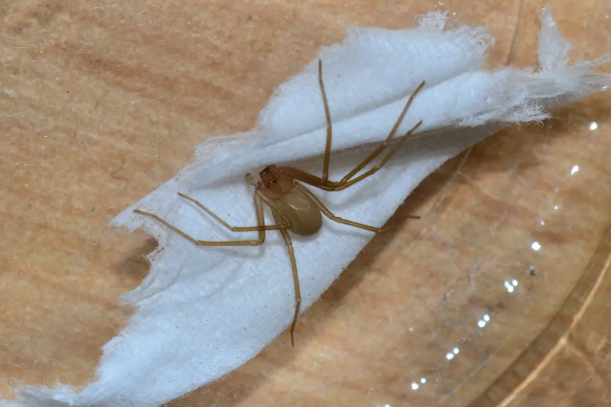 Araignée violoniste : le vrai danger, sans panique