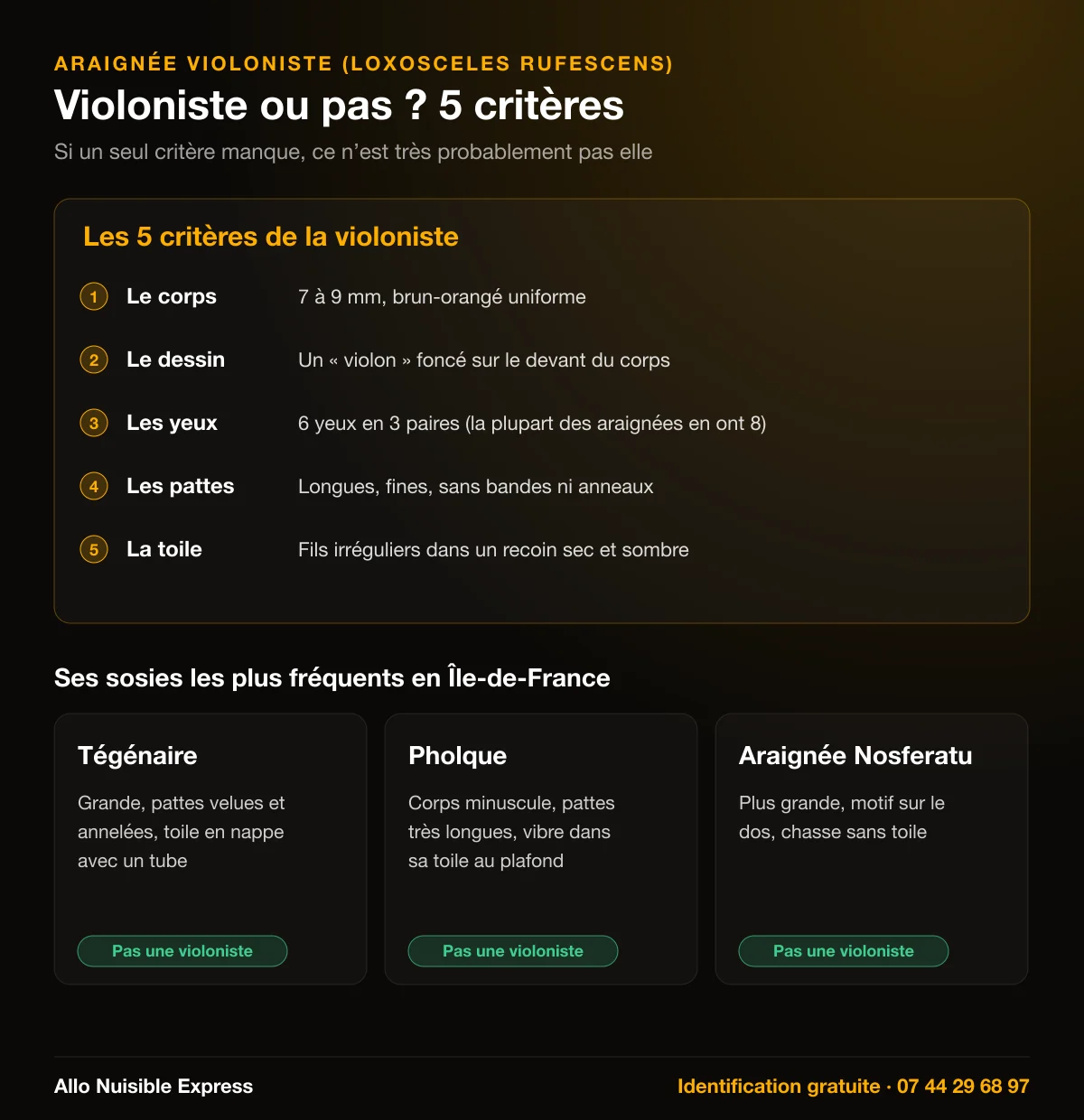 Infographie : araignée violoniste ou pas, les 5 critères (corps de 7 à 9 mm, dessin en violon, 6 yeux en 3 paires, pattes sans anneaux, toile irrégulière) et ses sosies tégénaire, pholque et araignée Nosferatu