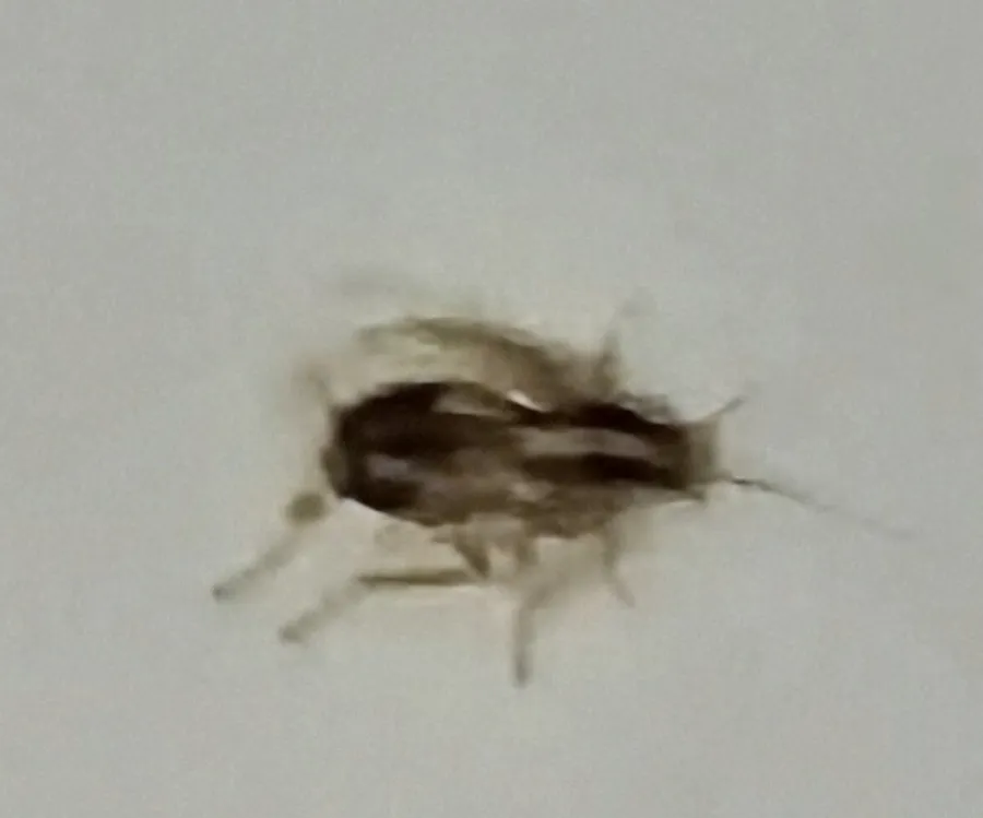 Bébé cafard photographié au téléphone sur un mur blanc : petite nymphe de blatte germanique sombre aux pattes claires et au dos rayé