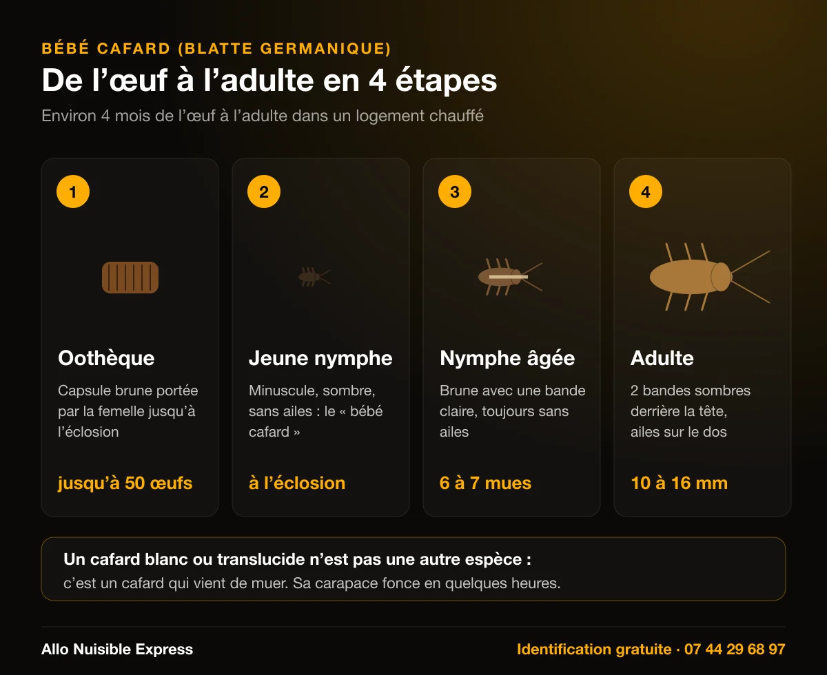 Infographie : du bébé cafard à l'adulte, oothèque jusqu'à 50 œufs, jeune nymphe, nymphe âgée avec bande claire, adulte de 10 à 16 mm