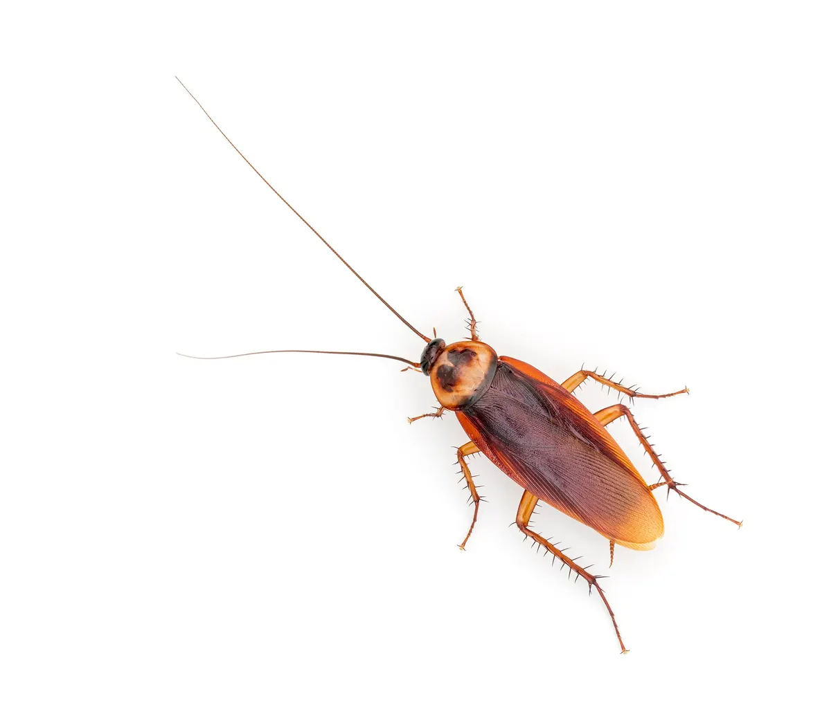 Blatte américaine, très grand cafard brun-roux de près de 4 cm