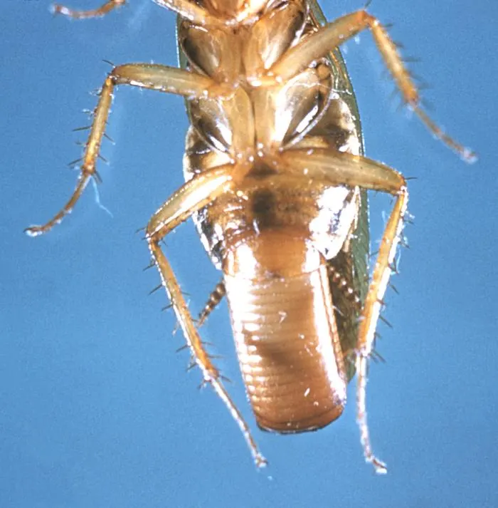 Femelle de blatte germanique vue de dessous portant son oothèque, capsule brune striée contenant les œufs