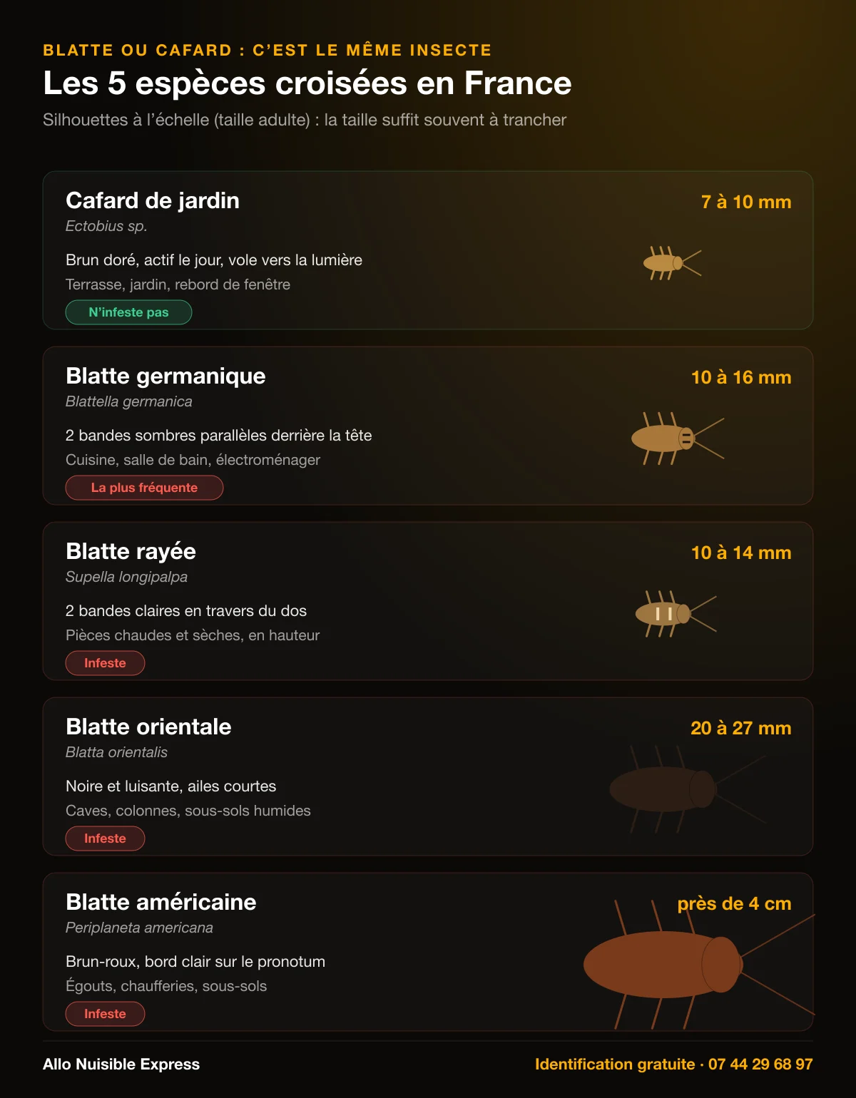 Infographie : les 5 espèces de blattes croisées en France, cafard de jardin, blatte germanique, blatte rayée, blatte orientale et blatte américaine, avec leur taille réelle et leur signe distinctif