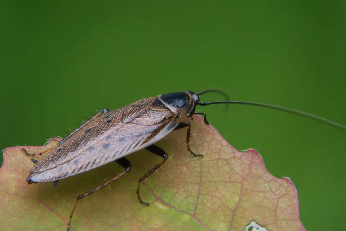 Cafard de jardin ou de maison : la différence