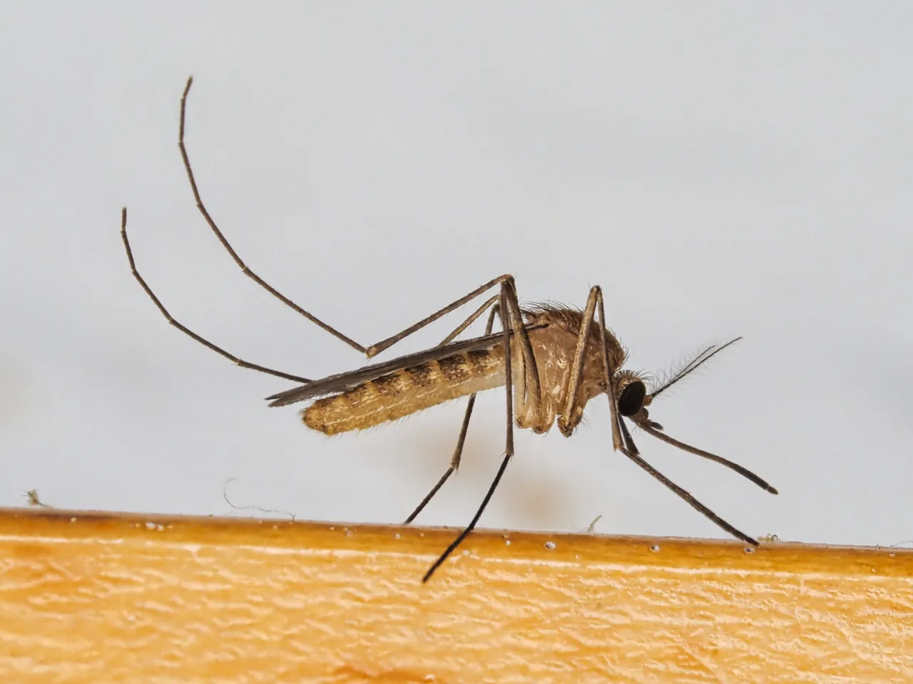 Moustique commun Culex pipiens en gros plan, principal vecteur du virus du Nil occidental