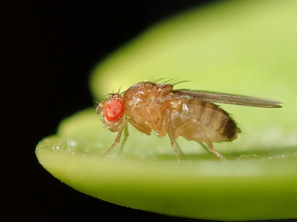 Drosophile, la mouche du vinaigre, petit moucheron brun-jaune aux yeux rouges posé sur un fruit