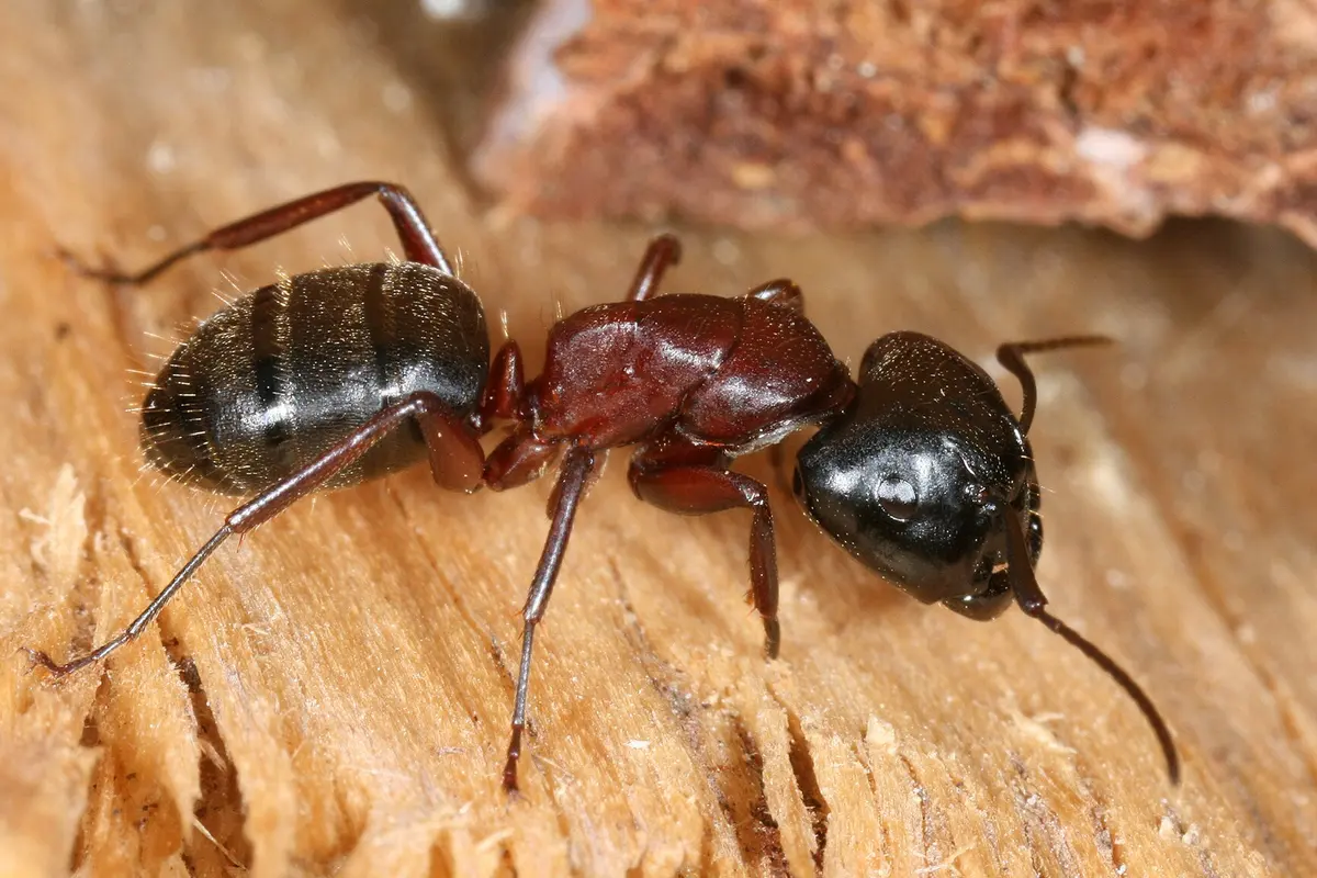 Fourmis charpentières : elles creusent le bois de la maison