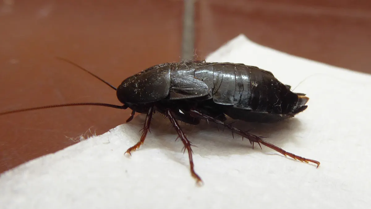 Insecte noir dans la maison : lequel est dangereux ?