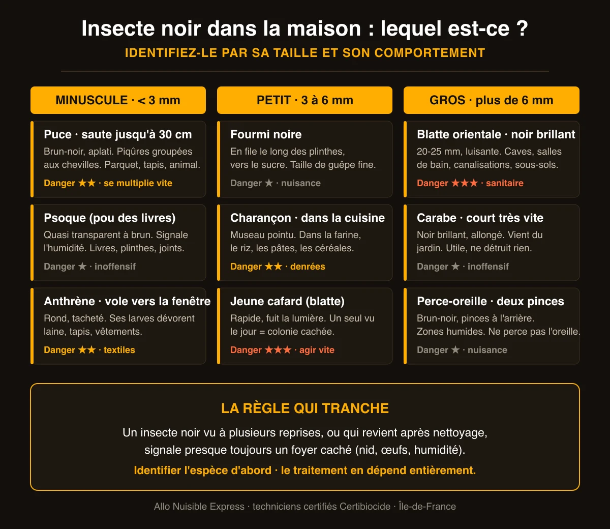 Insecte noir dans la maison : guide d'identification par la taille, minuscule, petit ou gros, avec le niveau de danger de chaque espèce