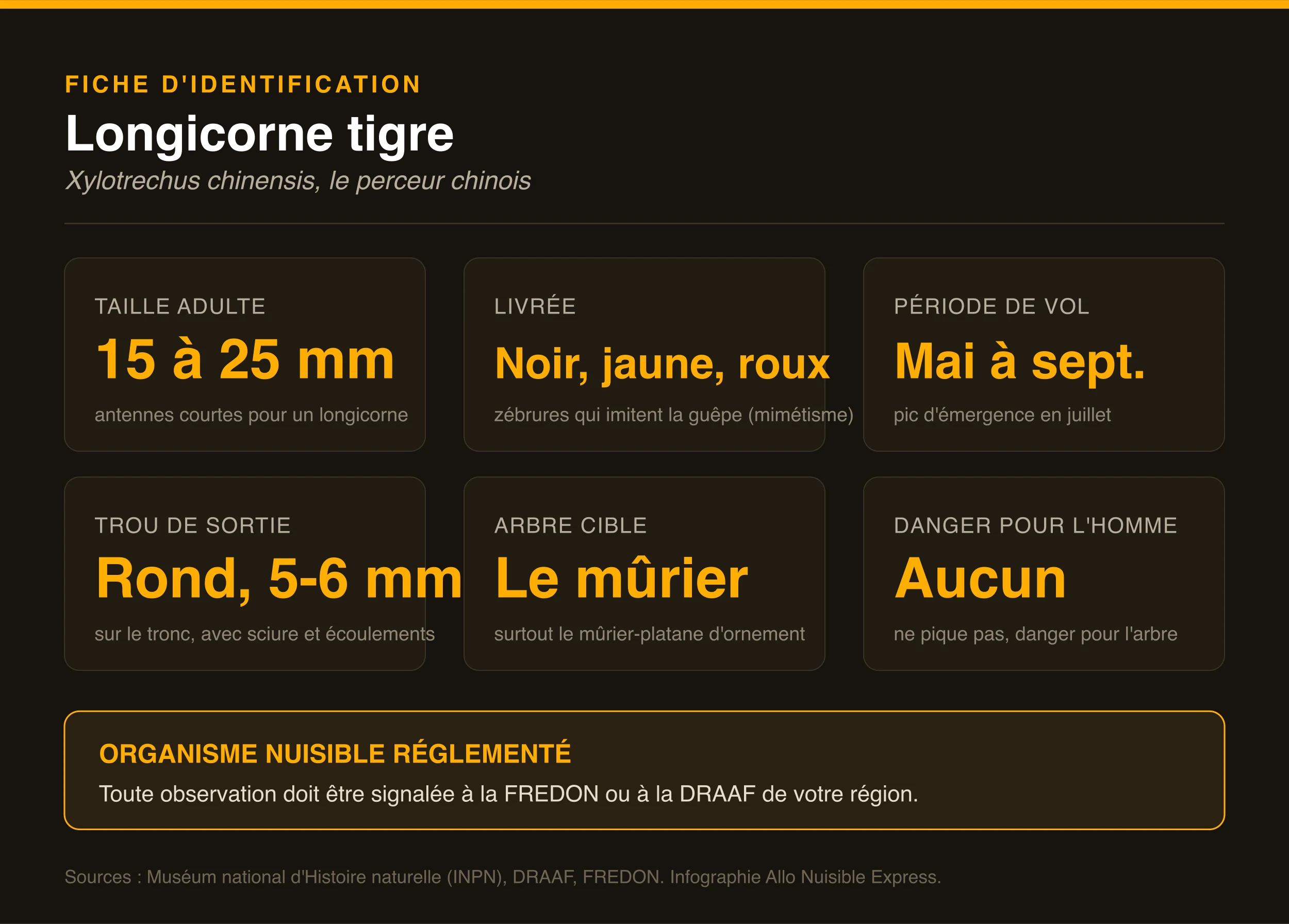 Fiche d'identification du longicorne tigre : taille, livrée, période de vol, trou de sortie, arbre cible et statut réglementé