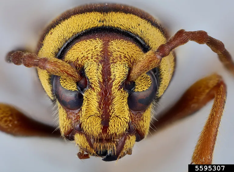 Longicorne tigre : ce faux frelon qui tue les arbres