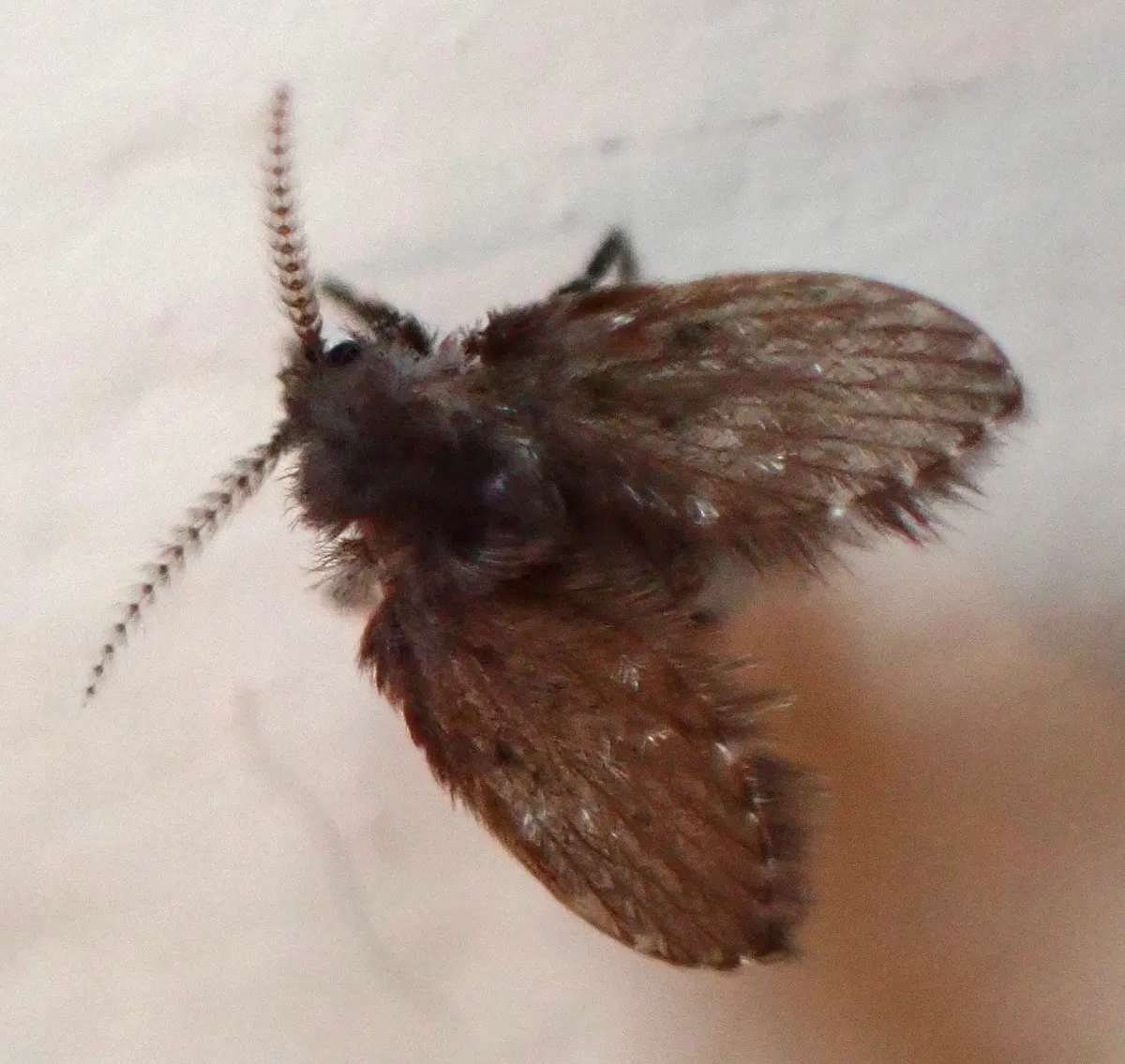 Mouche des drains (psychode), petit moucheron gris aux ailes poilues en forme de cœur posé sur un mur de salle de bain