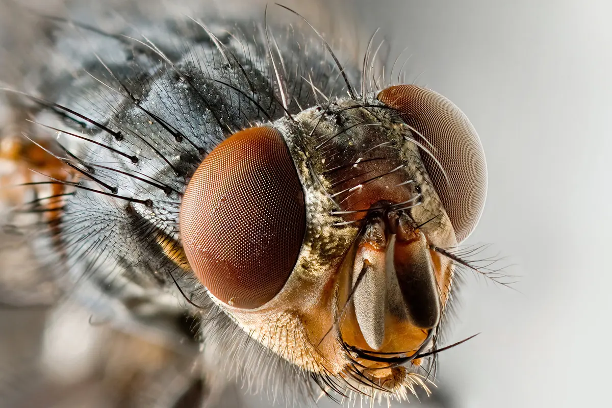 Invasion de mouches dans la maison : le foyer caché