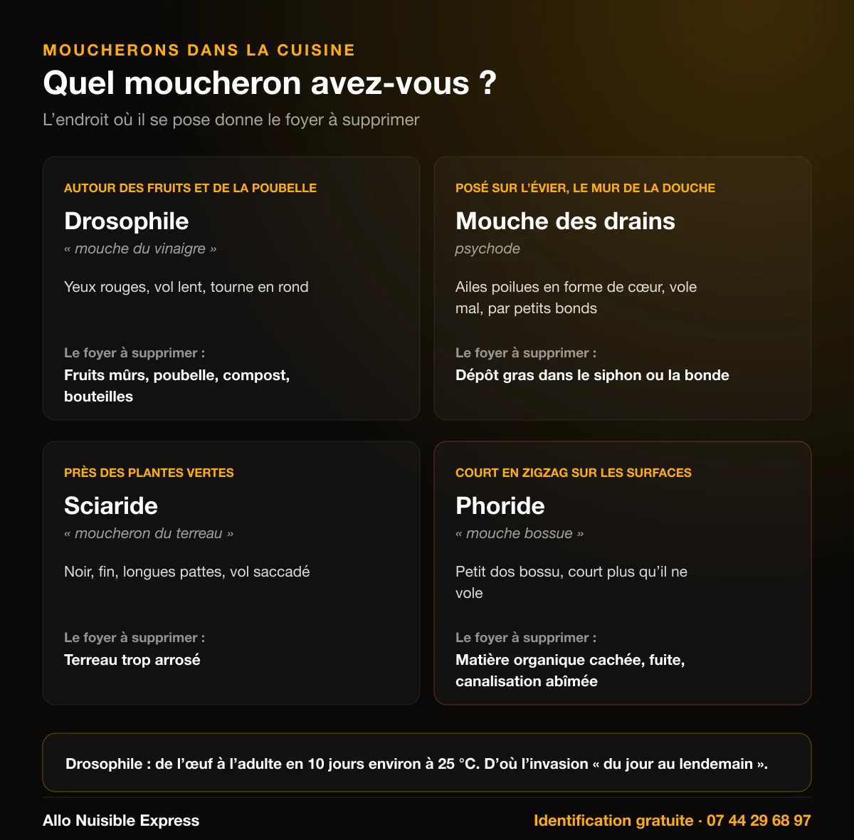 Infographie : quel moucheron avez-vous dans la cuisine ? Drosophile autour des fruits et de la poubelle, mouche des drains sur l'évier, sciaride près des plantes, phoride qui court sur les surfaces, et le foyer à supprimer pour chacun