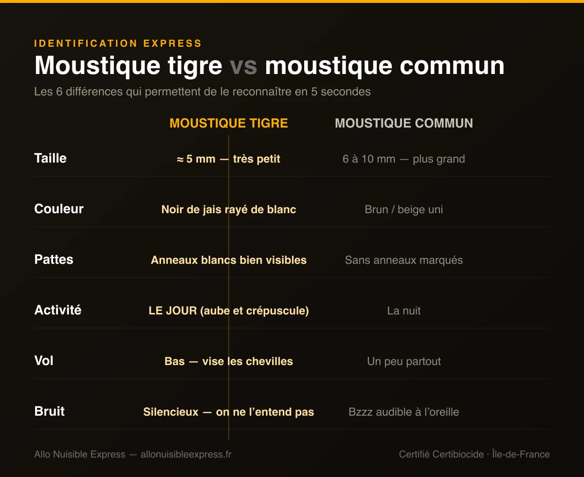 Infographie comparant le moustique tigre et le moustique commun : taille, rayures, moment de piqûre et comportement