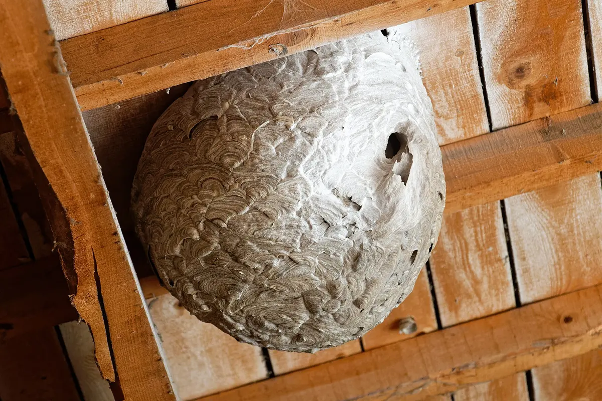 Nid de guêpes ou de frelons ? Reconnaître le danger