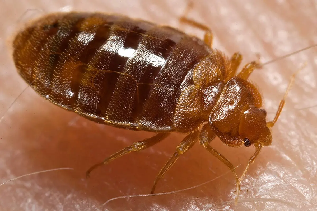 Punaise de lit ou moustique : les 5 critères qui tranchent