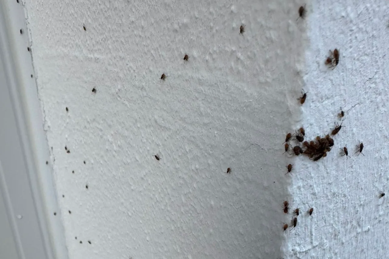Punaise de colza : pourquoi elles envahissent les maisons