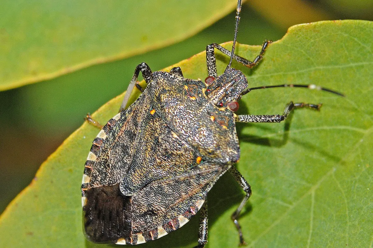 Punaise diabolique dans la maison : pourquoi en automne