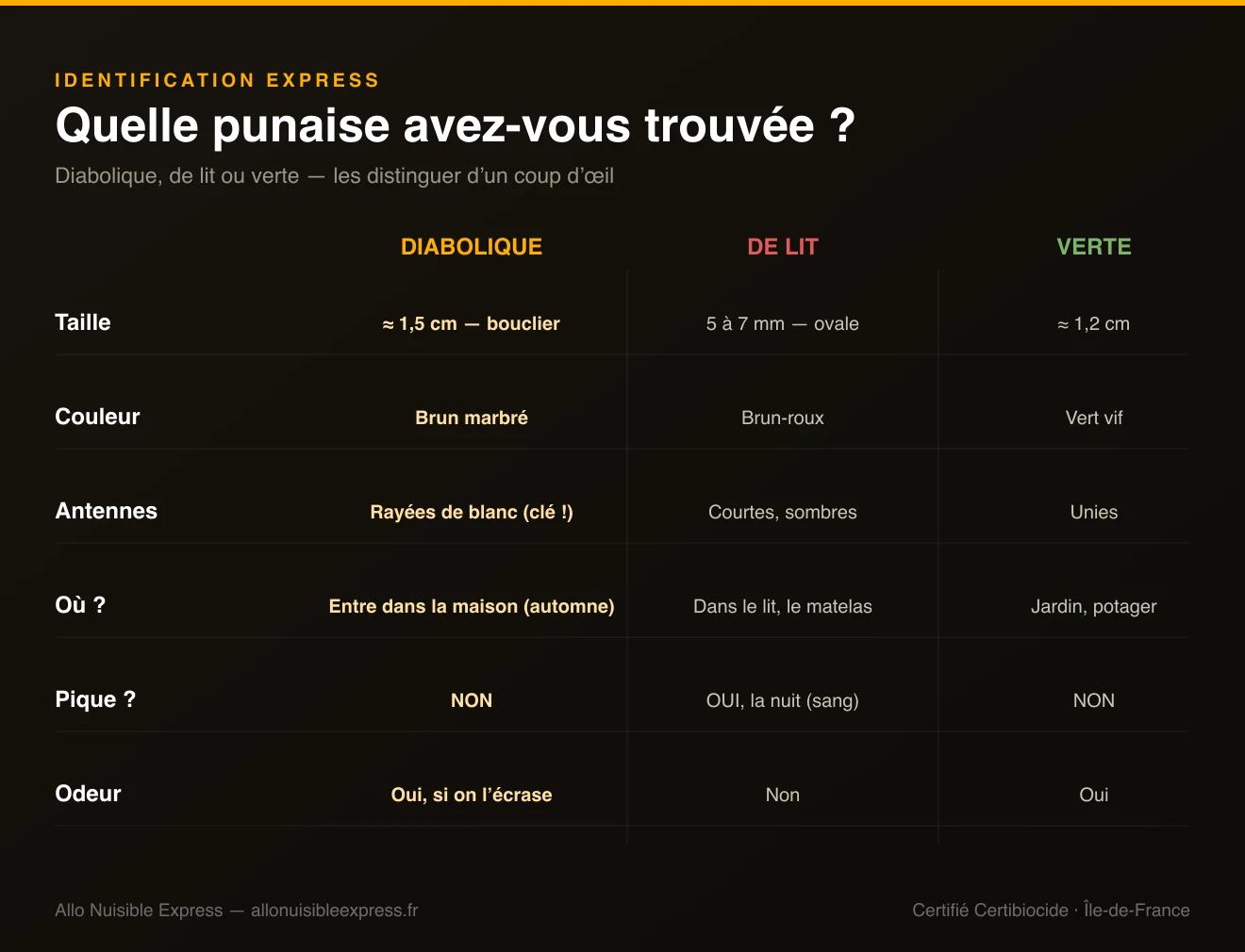 Infographie comparant la punaise diabolique, la punaise de lit et la punaise verte sur 6 critères : taille, couleur, antennes, localisation, piqûre et odeur