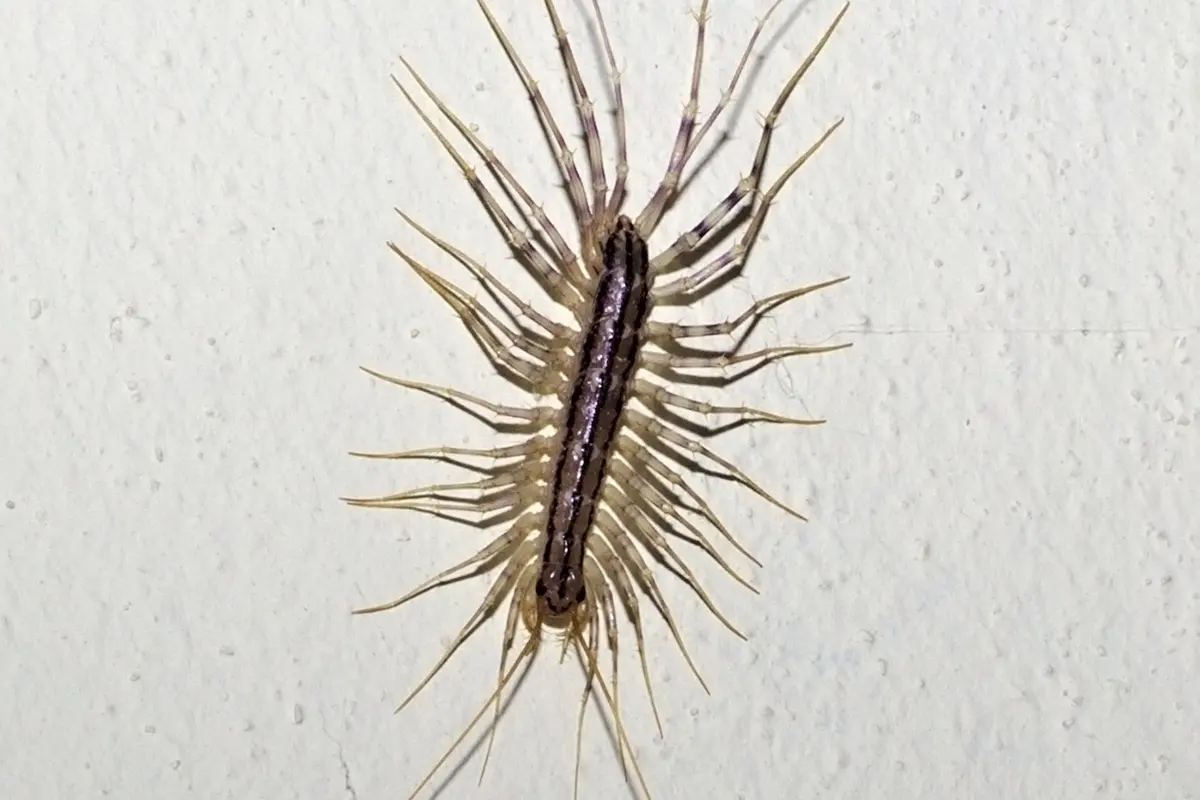 Insecte rapide à longues pattes dans la maison : scutigère