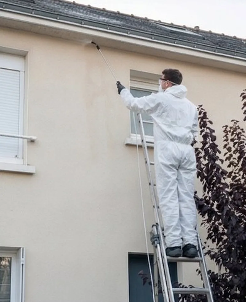 Destruction de nid de frelon asiatique en Ile-de-France | Allo Nuisible Express