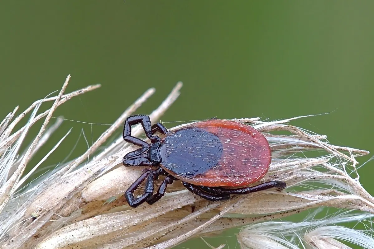 Tique (Ixodes ricinus) accrochée à un brin d'herbe, pattes tendues en attente d'un hôte