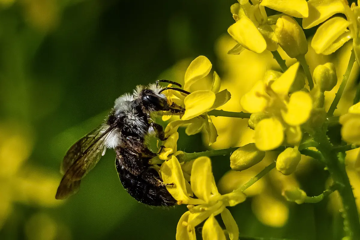 Grosse abeille noire : le xylocope est-il dangereux ?