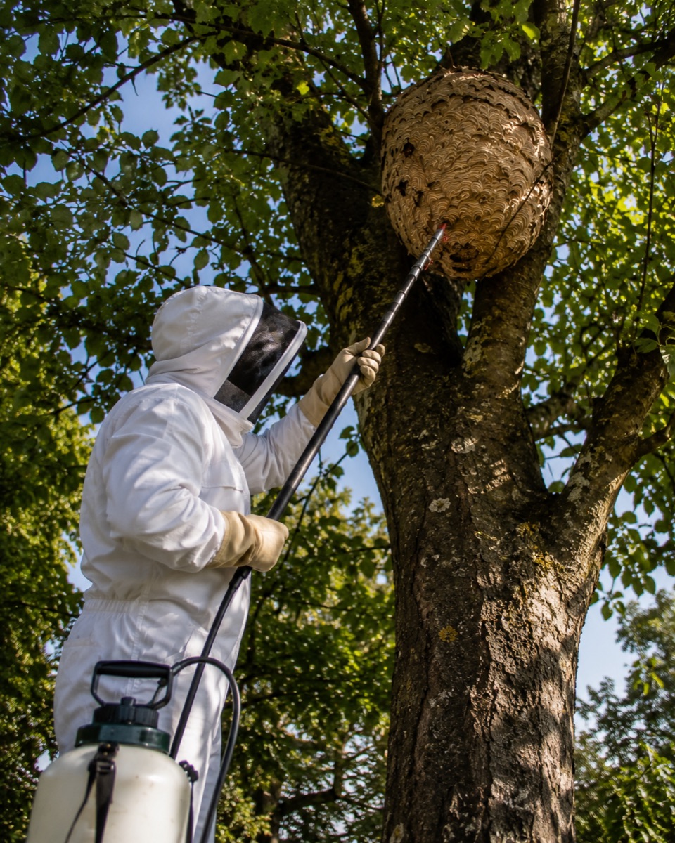 Nid sur un arbre