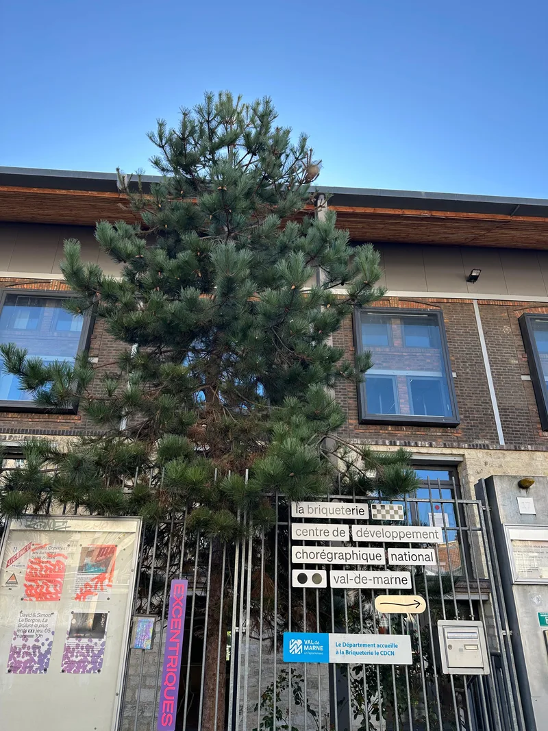 Intervention sur un pin infesté devant un bâtiment public dans le Val-de-Marne