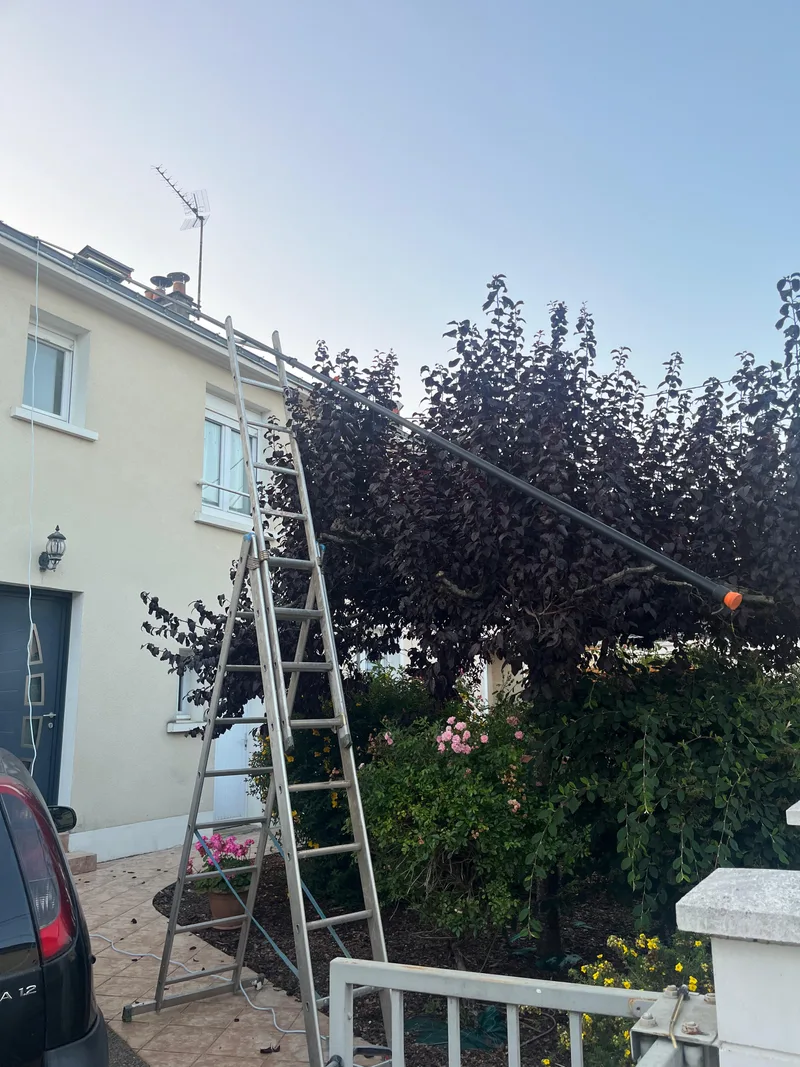 Échelle déployée pour atteindre un nid de guêpes en hauteur