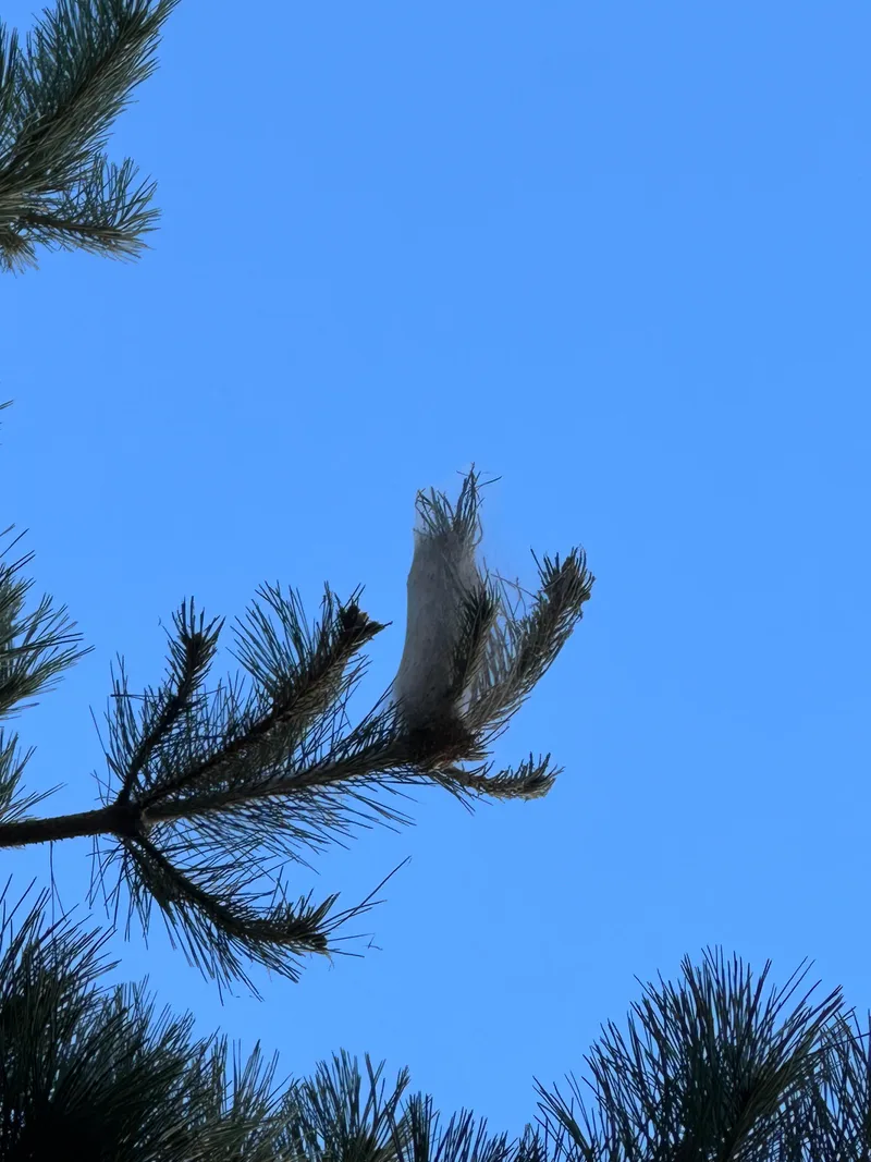 Nid de chenilles processionnaires dans un pin