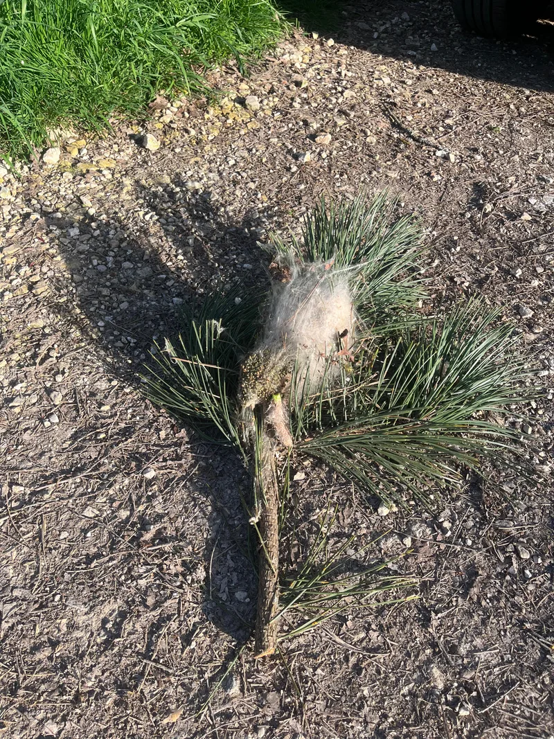 Nid de chenilles processionnaires retiré et posé au sol
