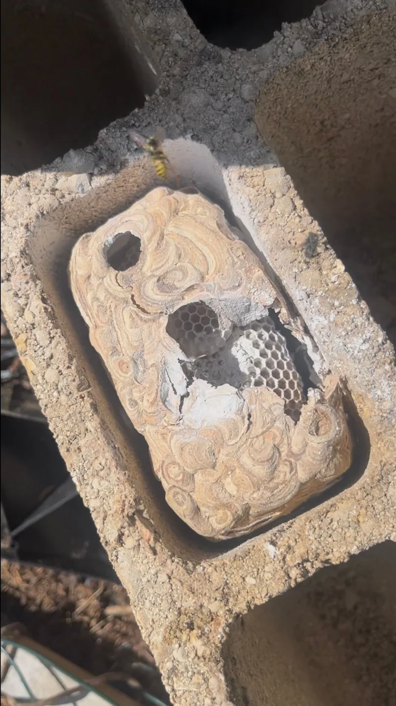 Nid de guêpes logé dans un parpaing