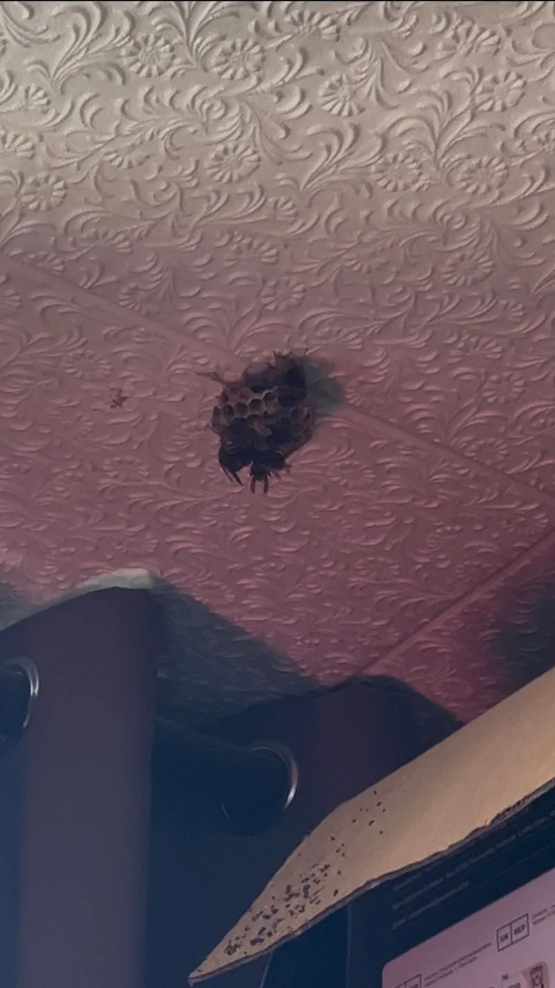 Nid de guêpes découvert au plafond d'une habitation