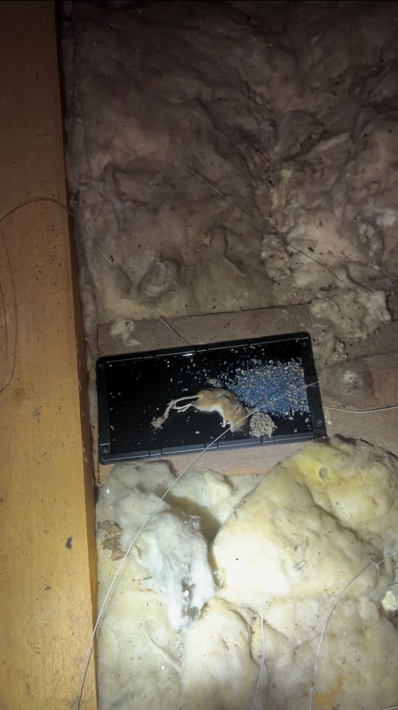 Piège à souris professionnel avec capture lors d'une intervention de dératisation
