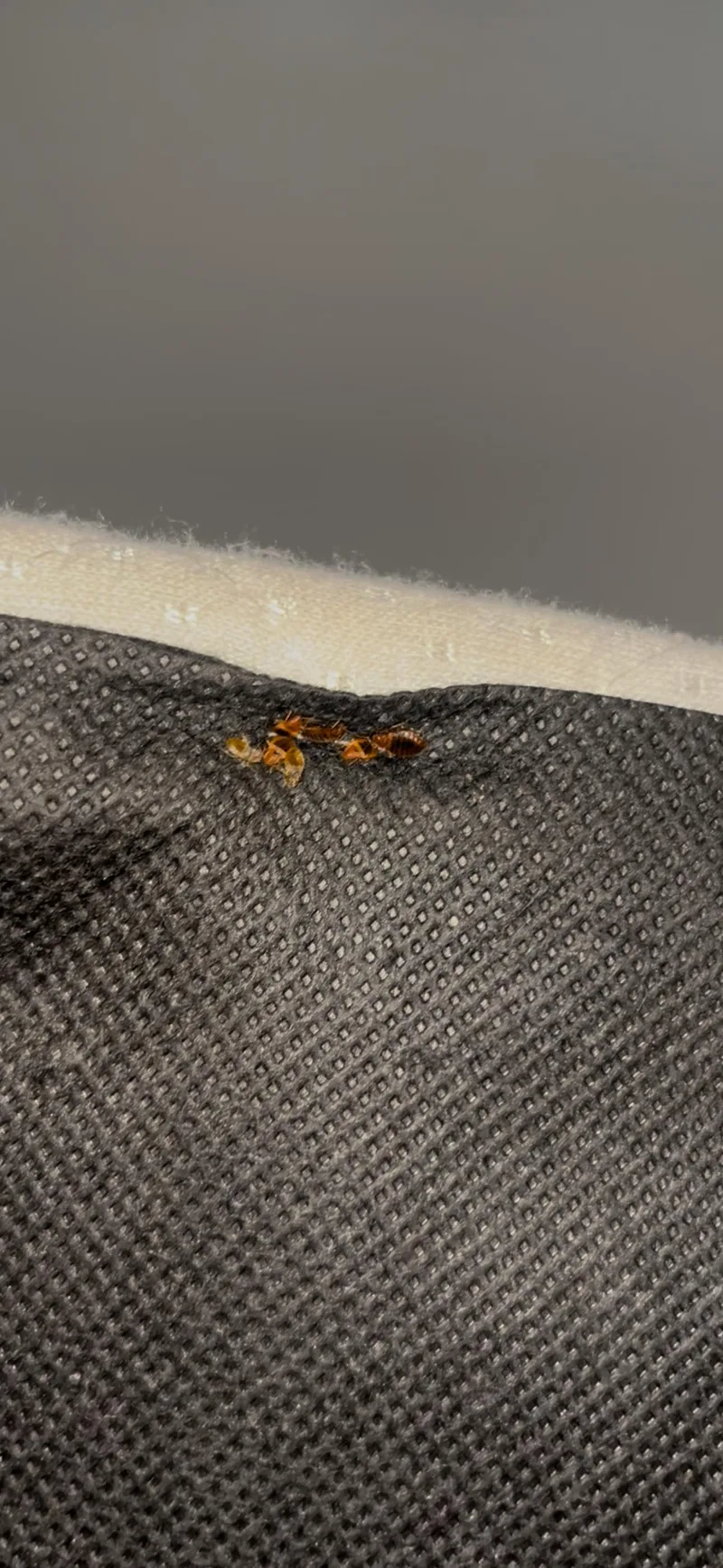 Punaise de lit détectée sur le tissu d'un matelas lors d'une inspection