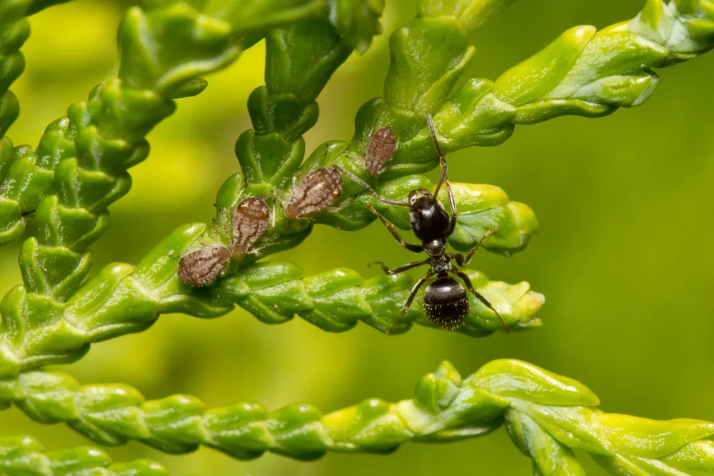 Fourmi noire des jardins (Lasius niger), espèce la plus courante dans les habitations à Paris 12e