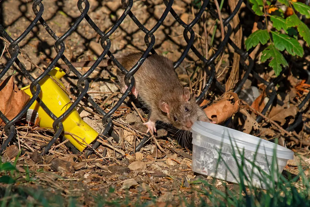 Rat surmulot (Rattus norvegicus), principal rongeur traité en dératisation à Montrouge